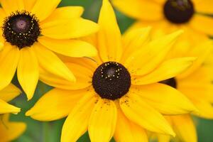 dichtbij omhoog van bloeiend bruin betty bloemen foto