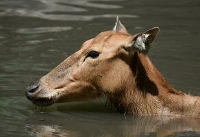 zwemmen pere davids hert in de water foto