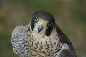 vogel aan het kijken foto van een wild valk