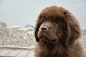 op zoek in de gezicht van een schattig bruin Newfoundland pup foto