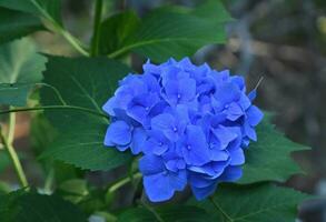 verbazingwekkend blauw hortensia struik bloeiend en bloeiend foto