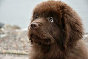 op zoek in de nieuwsgierig gezicht van een Newfoundland pup foto