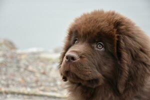 profiel van een chocola bruin Newfoundland puppy foto