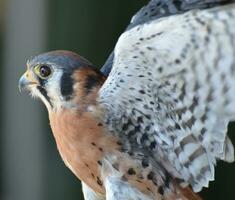 kant visie van een vogel van prooi klapperen haar Vleugels foto