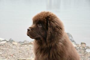 nieuweling puppy hond zittend Aan een rotsachtig strand foto