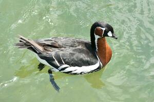 Baikal taling eend peddelen zijn voeten onder water foto