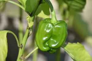 vers groen klok peper fabriek in een tuin foto