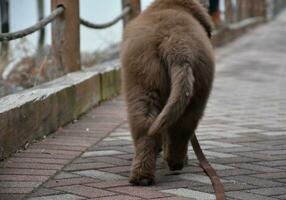 achterkant van een bruin nieuweling pup wandelen weg foto