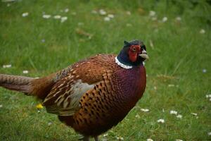 dichtbij omhoog kijken Bij een wild fazant in Engeland foto