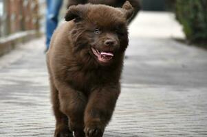 dwaas bruin Newfoundland puppy hond racing naar beneden een loopbrug foto