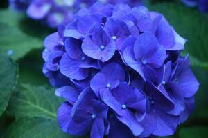 donker Purper hortensia's struik bloeiend Aan een zomer dag foto