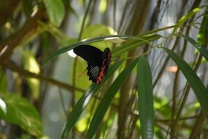 briljant scharlaken vlinder in een voorjaar tuin foto