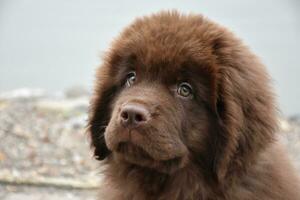 peering Bij de gezicht van een bruin Newfoundland puppy hond foto