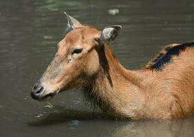 zwemmen jong pere davids hert in water foto