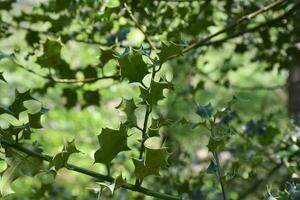 groen hulst struik met spinachtig scherp bladeren foto