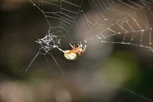 oranje geel en zwart orbweaver spin in een web foto