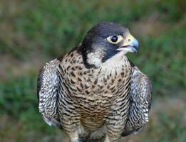 adembenemend foto van een wild valk op zoek naar haar kant