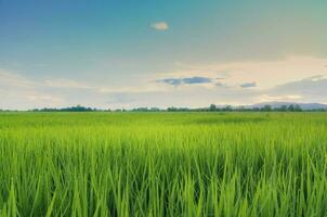 landschap van groen gewassen en veld. rijst- veld- met zonsondergang en bouwland in Thailand. foto