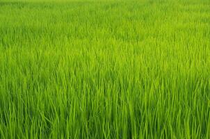 landschap van groen gewassen en veld. rijst- veld- met zonsondergang en bouwland in Thailand. foto