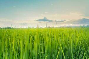 landschap van groen gewassen en veld. rijst- veld- met zonsondergang en bouwland in Thailand. foto
