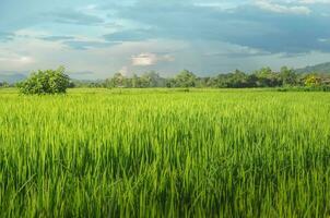 landschap van groen gewassen en veld. rijst- veld- met zonsondergang en bouwland in Thailand. foto