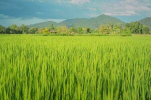 landschap van groen gewassen en veld. rijst- veld- met zonsondergang en bouwland in Thailand. foto