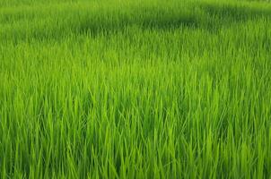 landschap van groen gewassen en veld. rijst- veld- met zonsondergang en bouwland in Thailand. foto