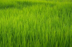 landschap van groen gewassen en veld. rijst- veld- met zonsondergang en bouwland in Thailand. foto