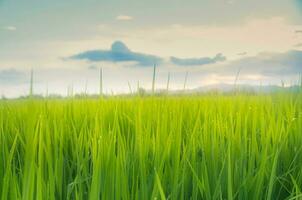 landschap van groen gewassen en veld. rijst- veld- met zonsondergang en bouwland in Thailand. foto