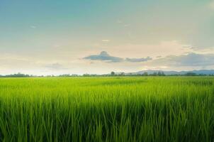 landschap van groen gewassen en veld. rijst- veld- met zonsondergang en bouwland in Thailand. foto