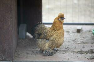 een kip van de kantdanzi ras zit in een volière en is verveeld. foto