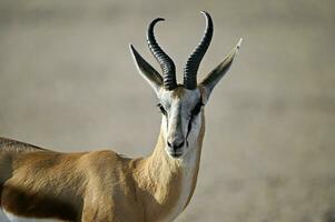 spingbok antilope in kgalagadi grensoverschrijdend park Kalahari zuiden Afrika botswana foto