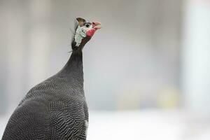 Guinea kip vogel in profiel detailopname. foto