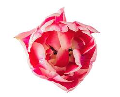 tulp bloem detailopname visie van bovenstaand geïsoleerd Aan wit achtergrond foto