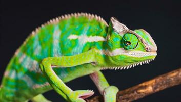 hoog detail, een kameleon, geïsoleerd Aan zwart foto