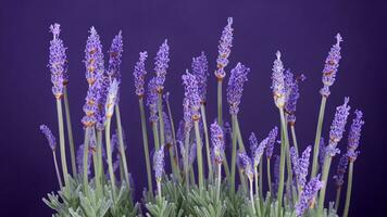 hoog detail, detailopname van lavendel bloemen, geïsoleerd Aan zwart foto