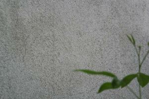 blanco cement muur oppervlakte met wazig groen bladeren, zand cement muur achtergrond met groen blad foto