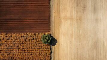 generatief ai, boerderij herfst landschap, agrarisch velden, mooi groente, geel, oranje en beige platteland, land weg. natuur illustratie, fotorealistisch top visie drone. foto