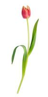 single tulp bloem geïsoleerd Aan wit achtergrond foto