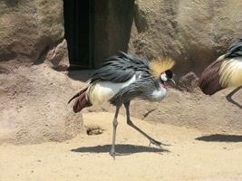 strutting oosten- Afrikaanse gekroond kraan foto