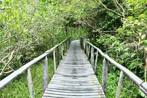een houten loopbrug in de oerwoud met bomen en gras foto