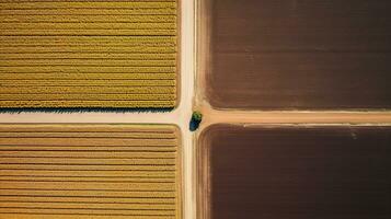 generatief ai, boerderij herfst landschap, agrarisch velden, mooi groente, geel, oranje en beige platteland, land weg. natuur illustratie, fotorealistisch top visie drone. foto