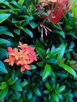 soka bloem, ixora coccinea, oerwoud geranium, vlam van de bossen, een soorten van bloeiend fabriek in de familie rubiaceae foto