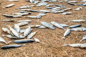 rijen van drogen makreel of saba vis Aan de weg door de oceaan in een Indisch dorp. arm gebieden van goa foto