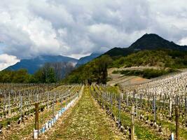 groen wijngaarden van chignine, savoie, Frankrijk foto