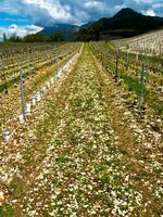 groen wijngaarden van chignine, savoie, Frankrijk foto