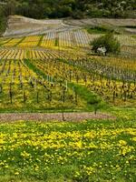 groen wijngaarden van chignine, savoie, Frankrijk foto