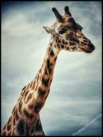 bevallig giraffe portret foto