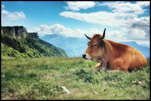 roodbruin koe begrazing in savoie bergen, Frankrijk foto