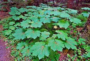 duivelsclub in het Hackleman Old Growth Forest of foto